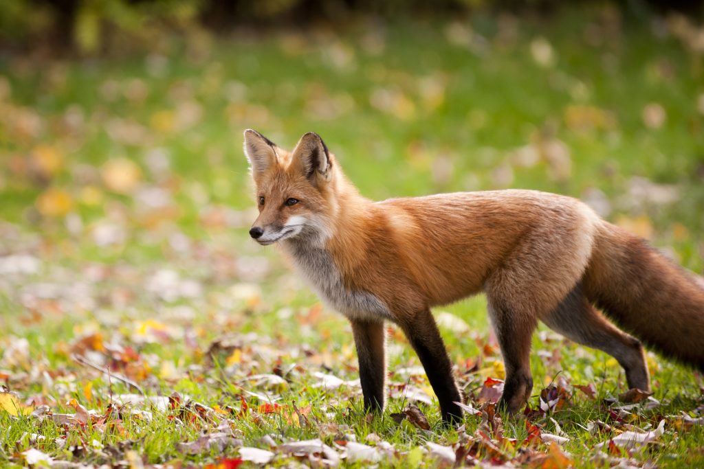 The Fox Inn Souldern -